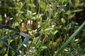 Cerastium glomeratum (2).jpg_product